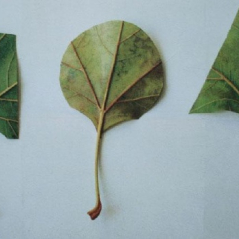 Monogramista T.D - detail